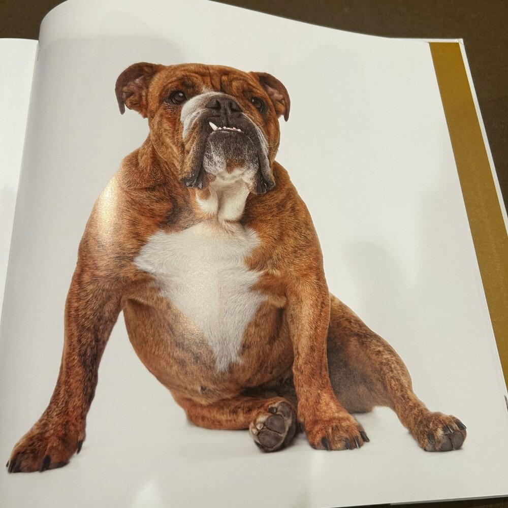 Rover: Wagmore Edition A Beautiful Large Coffee Table Book - Picture 6 of 8